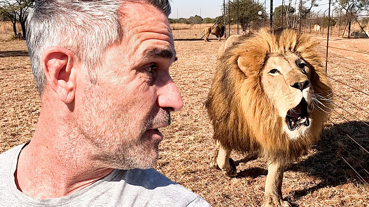 How to Understand LIONS? | The Lion Whisperer