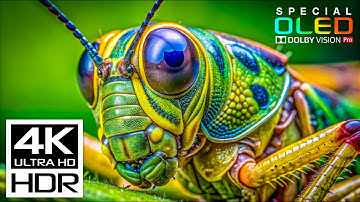 4K HDR 60FPS - UNBELIEVABLE Dolby Vision 4K Video with Relaxing Study Music