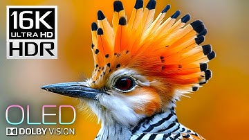 16K HDR Video 120fps Dolby Vision - OLED TEST for 4K / 8K TV