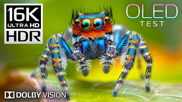 16K HDR Video 120fps Dolby Vision - OLED TEST for 4K / 8K TV