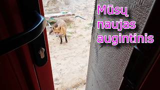 Rugsėjo 28/Tvoros kolonų klijavimas/ Čeburekas milžinas/ Naujas augintinis