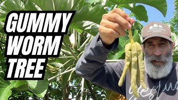Help Me Choose the Best Spot for This Rare Gummy Worm Fruit Tree!