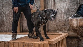 Cane Corso – This Dog Will Stop Anyone! Here’s Why He’s The Best