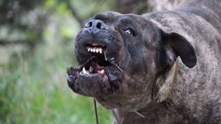 Cane Corso – This Dog Will Stop Anyone! Here’s Why He’s The Best