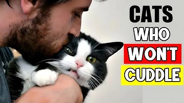 Surprised Your Cat Doesn’t Like to Cuddle? Here’s EVERYTHING You Need to Know!