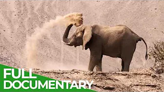 Wild Kingdoms - Desert Survivors | Free Documentary Nature