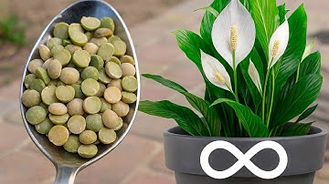 Just sprinkle it on! Your peace lily will bloom like crazy all year long!