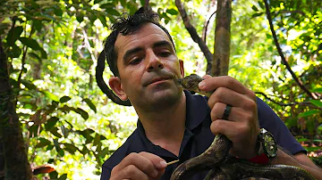 Diversitatea incredibilă a faunei sălbatice endemice din Madagascar