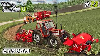 Sowing Wheat, Beet Harvesting Upgrade, Chopping Beets fore Compost | FS 25 | Etruria Farm | ep #23