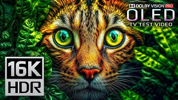 Majestic 16K HDR 120fps Video Dolby Vision (4K / 8K Video)