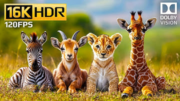 Cute Baby Animals | 16K HDR at 120fps Dolby Vision with Relaxing Music