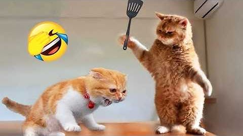 Funniest Cats and Dogs Videos 😼🐶Try Not To Laugh Challenge 😂