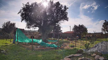 HARVESTING OLIVES like the Portuguese do