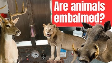 Preserving dead animals Vs humans