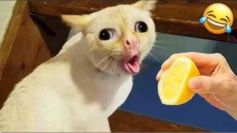 New Funniest Cats and Dogs Clips 2025 😼🐶 Try Not To Laugh 😂😅