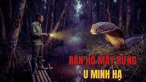 Rắn Hổ Mây Rừng U Minh Hạ – Bốn Lần Thoát Chết Của Một Ông Kiểm Lâm