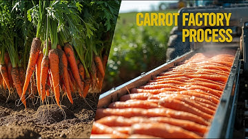 How Carrots are Harvested & Processed | Modern Carrot Processing Technology | Food Factory