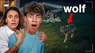 A Vicious WOLF Destroyed our Backyard