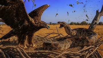 Heroic Rescue Team Saves Mother Eagle from Giant Python Attack 🦅🐍