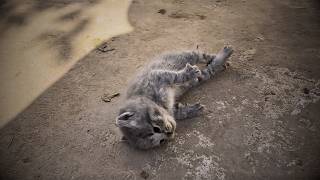 A kitten collapsed at the door from cardiac arrest. A passerby performed CPR and saved him.❤️