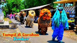 Can macanan singo raung cilik di undang acara maulid nabi tampil di garahan jember