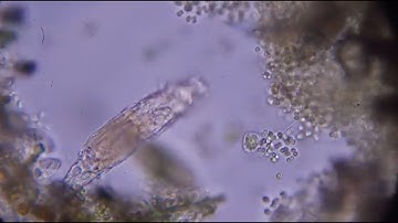 The Origins of Complex Life | Searching for the Asgards