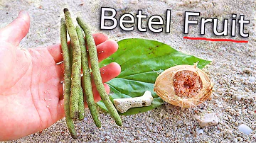 Betel FRUIT - The Interesting Way Betel Nut is Consumed in Papua