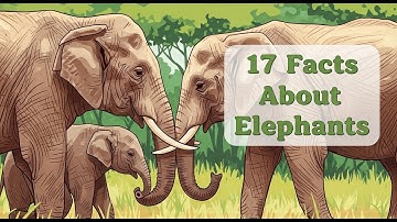 17 Amazing Facts About Elephants You Probably Didn