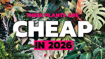 De Rare Plant Crash is nog niet voorbij – dit zijn de volgende!