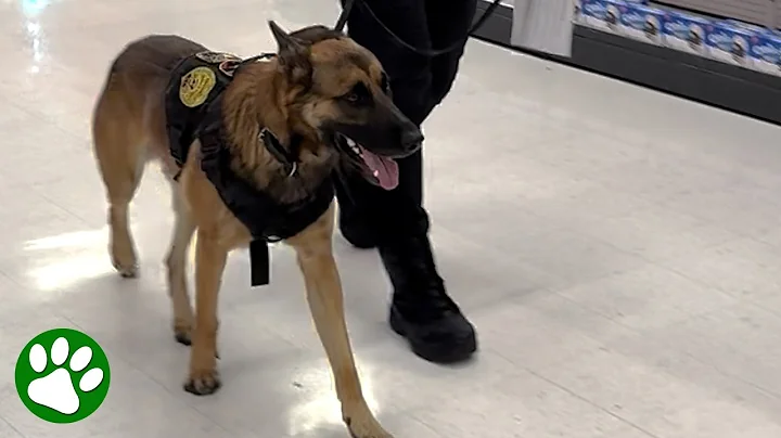 K9 spots his first handler in the wild after 6 months