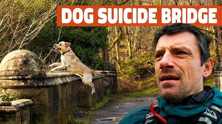 Why do Dogs Jump to their Death from this Bridge? | S1E79