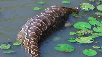 Ongelooflijk! Ik heb de grootste slang ooit in de Afrikaanse savanne gefilmd!