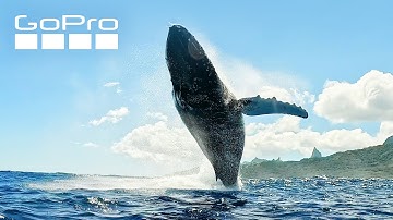 Underneath a Breaching Humpback Whale