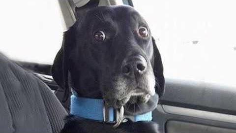 Essaye de ne pas rire😂 Spéciale chien... 99.999 IMPOSSIBLE😬