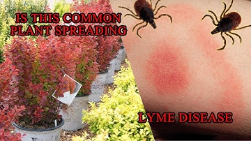 This is spreading lymes disease. 