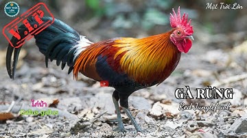 ✅Tiếng Gà trống rừng rặc mồi gáy chuẩn mp3 | Red Junglefowl sound call  (P7)