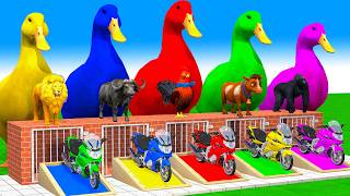 5 Giant Duck Cartoon, Cow, Elephant, Tiger, Paint Wild Animals Crossing Fountain Animation