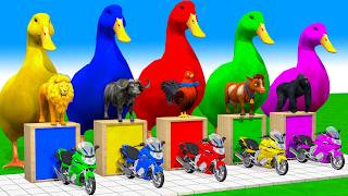 5 Giant Duck Cartoon, Cow, Elephant, Tiger, Paint Wild Animals Crossing Fountain Animation