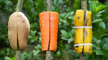 🌿Top Gardening Expert Reveals BEST Way to Propagate Lemon Trees