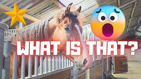 De koets @Stal H | Springen | Hij is verliefd😍op zijn moeder | Wat bouwen we? | Friese paarden