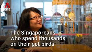 The Singaporeans who spend thousands on their pet birds