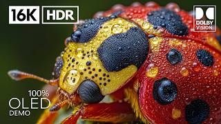 Breathtaking Dolby Vision 16K HDR 240 fps ULTRA HD (4K/8K Video TV)