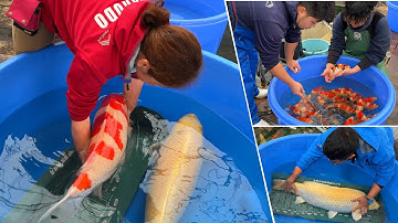 Cách chọn cá Koi đẹp nhất phù hợp với ngân sách của bạn