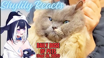 Shylily Reacts to Daily Dose of Pets: Cats Are So Done with Us (Sept 30, 2025)