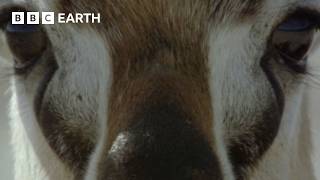 Crocodiles vs Gazelles | Natural World: The Crossing | BBC Earth
