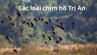 Một ngày chụp ảnh chim hồ Trị An
