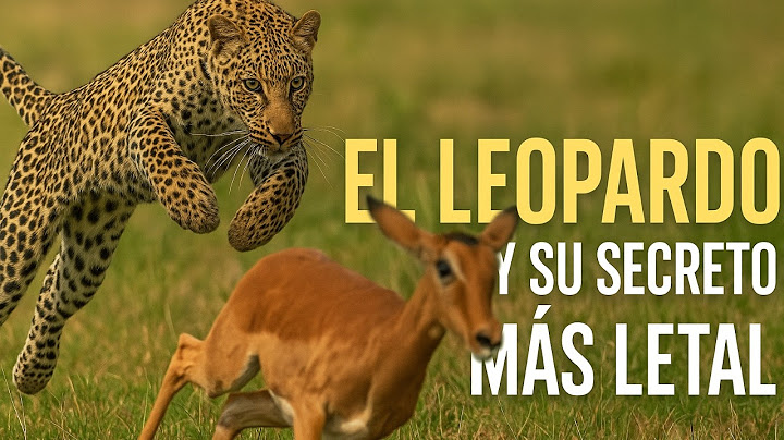Leopard, the Most Deadly and Mysterious Hunter of the Savannah