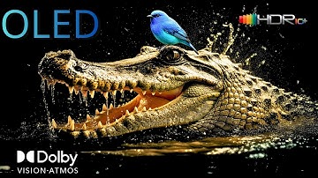 When 8K HDR Becomes Too Real | Dolby Vision Ultra HD Demo 2025