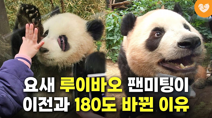 요새 루이바오 팬미팅이 이전과 180도 달라진 이유