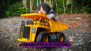 ANAK KUCING LUCU MAIN TRUCK OLENG